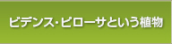 ビデンス・ピローサという植物